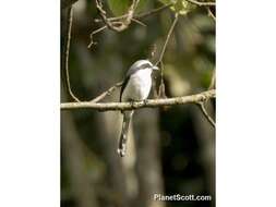 Image of Mackinnon's Shrike