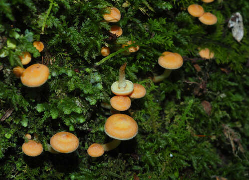 Image of Hypholoma acutum (Sacc.) E. Horak 1971