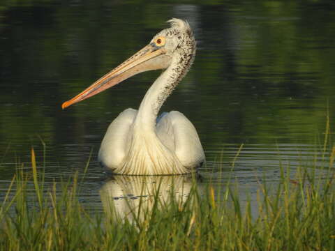 Image of Grey Pelican