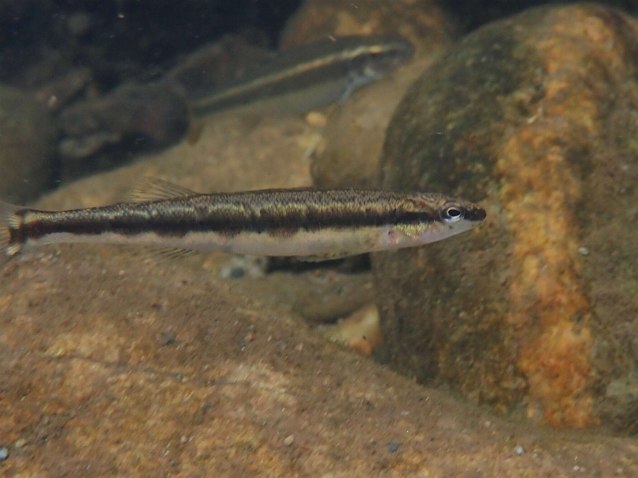 Image of Bridled Darter