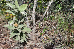 Eremanthus mollis Sch. Bip. resmi