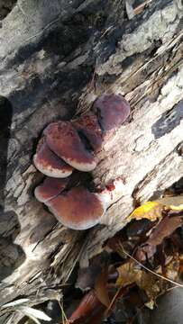 Image of Late fall polypore