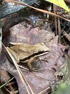 Image of Brimley's Chorus Frog