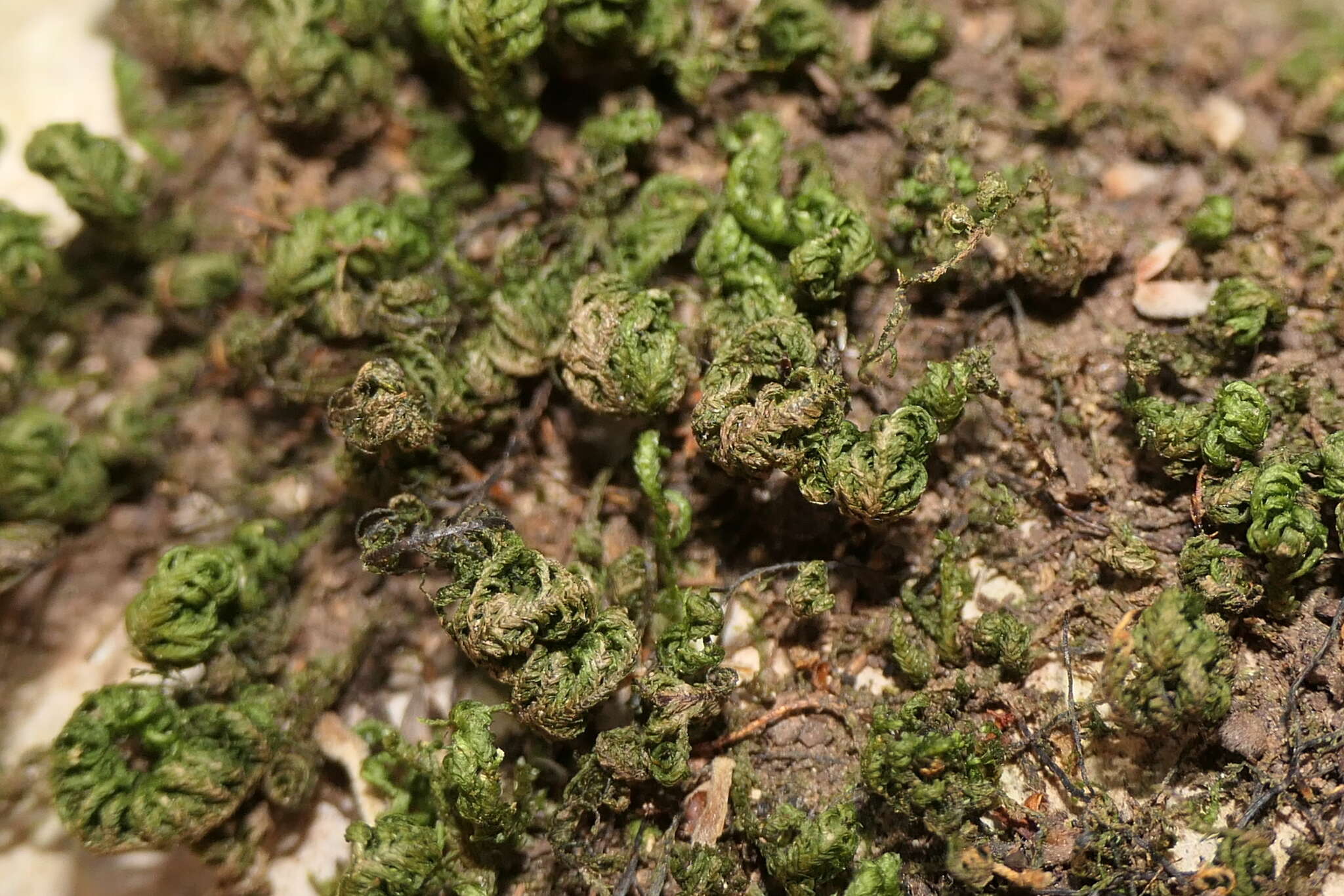 Image of Smith's leptodon moss