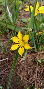 Image of Sisyrinchium graminifolium Lindl.