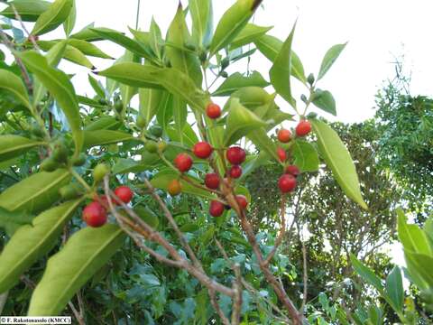 Image de Tricalysia dauphinensis Ranariv. & De Block