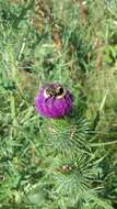 Image of short-haired bumblebee