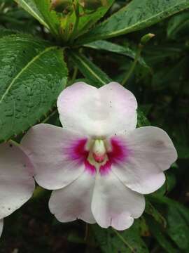 Impatiens sodenii Engl. & Warb. ex Engl. resmi