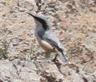 Image de Sittelle des rochers