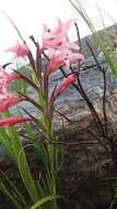 Image of Gladiolus carneus D. Delaroche