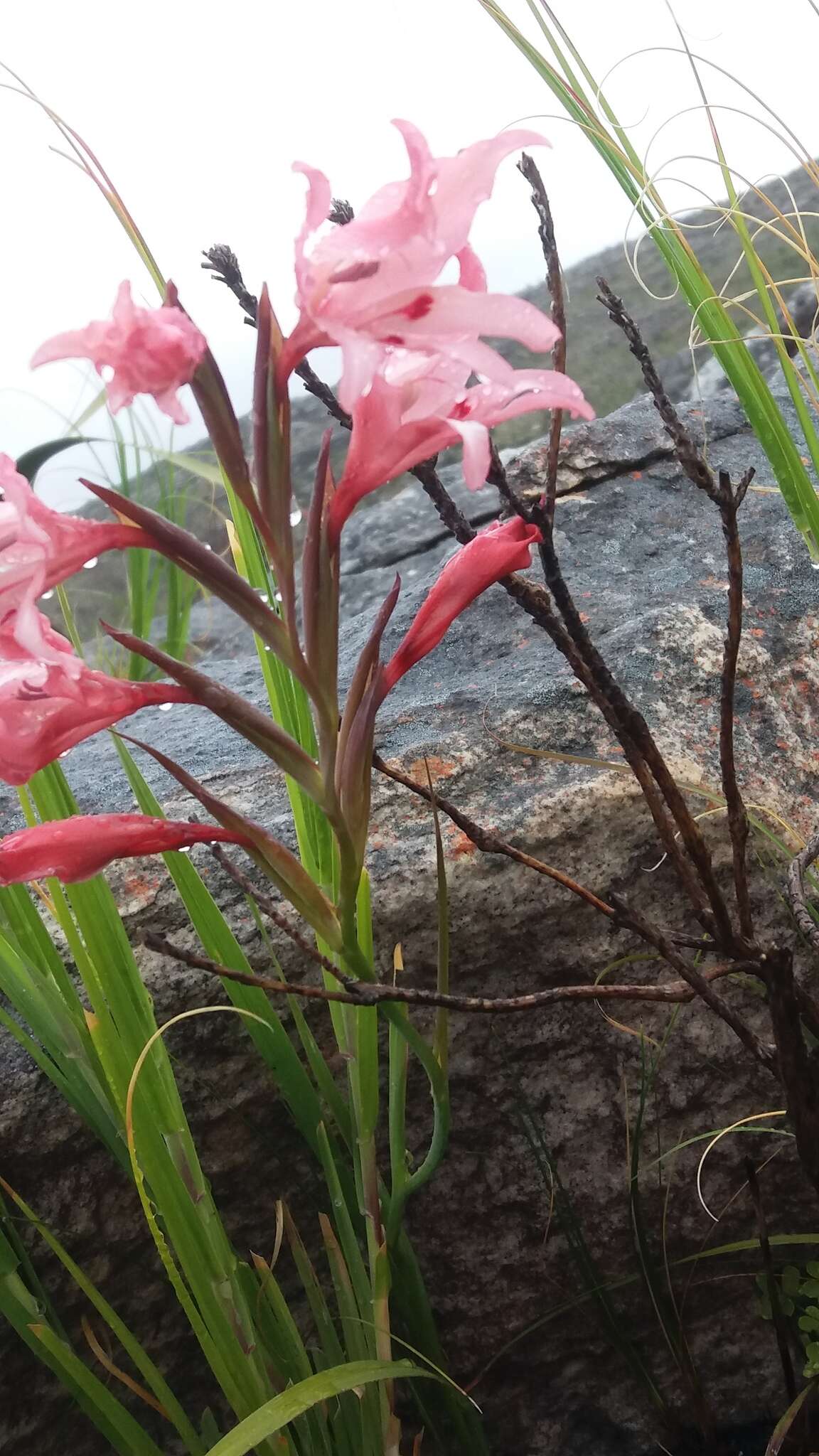 Image of Gladiolus carneus D. Delaroche