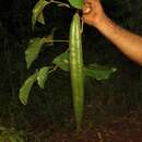 صورة Tanaecium tetragonolobum (Jacq.) L. G. Lohmann