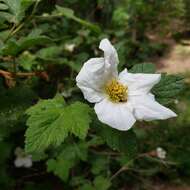 Image de Rubus neomexicanus A. Gray