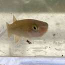 Image of Redface topminnow