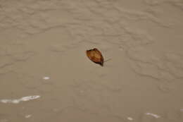 Acleris enitescens Meyrick 1912的圖片