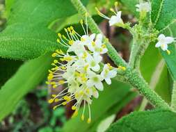 صورة Callicarpa acuminata Kunth