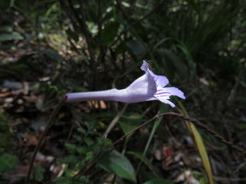 Image of Streptocarpus rexii (Hook.) Lindley