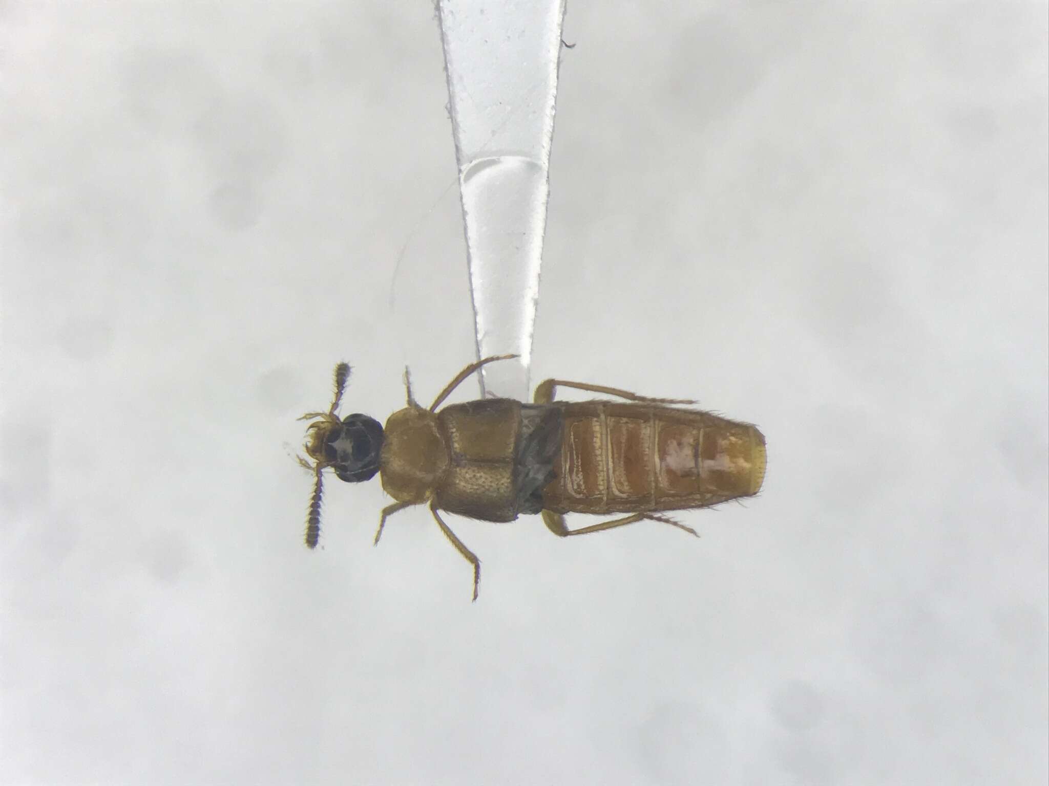 Image of Hoplandria (Lophomucter) laevicollis (Notman 1920)