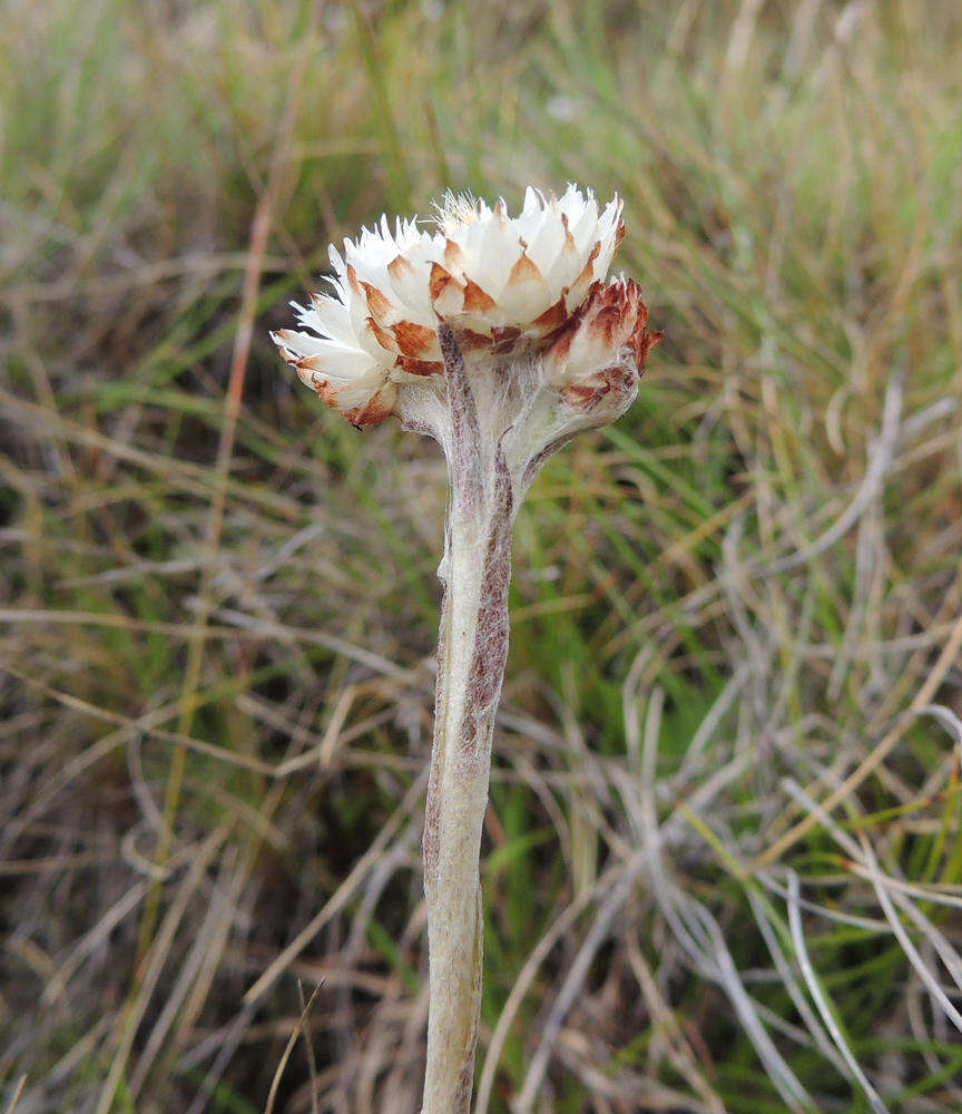 Image of Helichrysum albobrunneum S. Moore