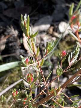 Image of Darwinia biflora (Cheel) B. G. Briggs