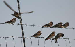 Imagem de Petrochelidon spilodera (Sundevall 1850)