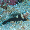 Image of Tall-fin shrimp-goby