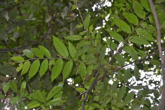 Diospyros artanthifolia Mart. ex Miq.的圖片