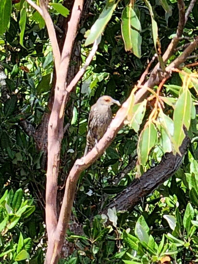 Image of Red-browed Treecreeper