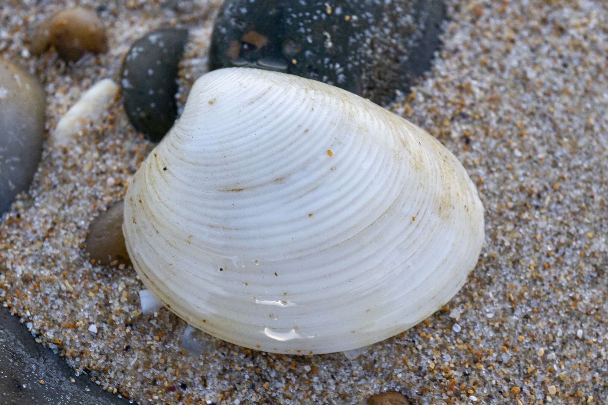 Katelysia scalarina (Lamarck 1818) resmi