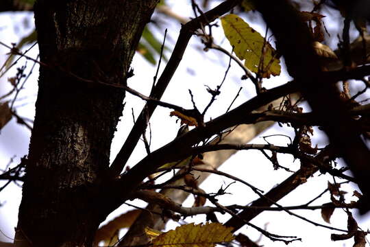 Image of Common Firecrest