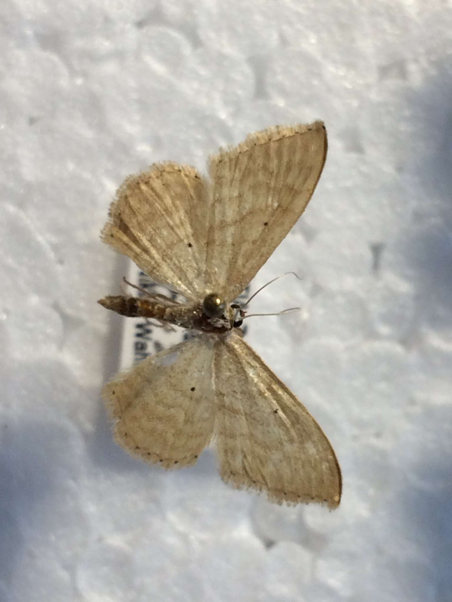 Image of Idaea consanguinaria Lederer 1853