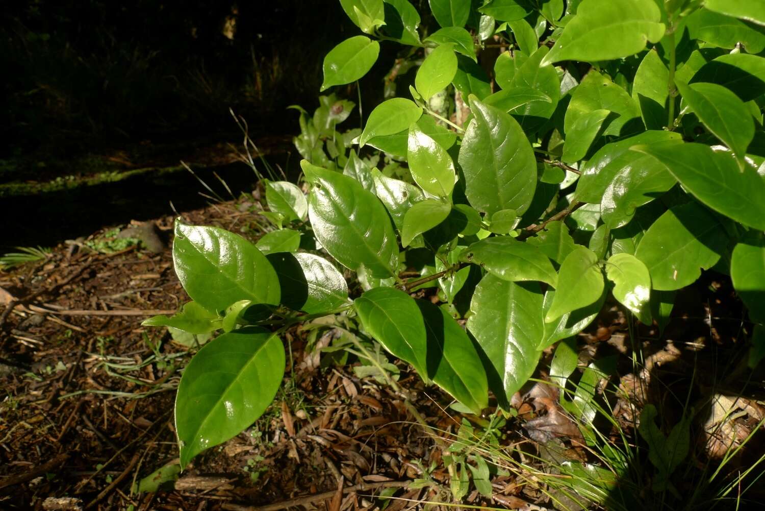 Imagem de Geniostoma rupestre var. ligustrifolium (Cunn.) B. J. Conn