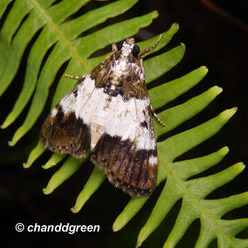 Image of Teliphasa albifusa Hampson 1896