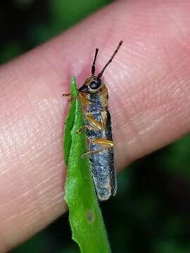 Image of Oberea tripunctata (Swederus 1787)