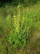 Image of showy crotalaria