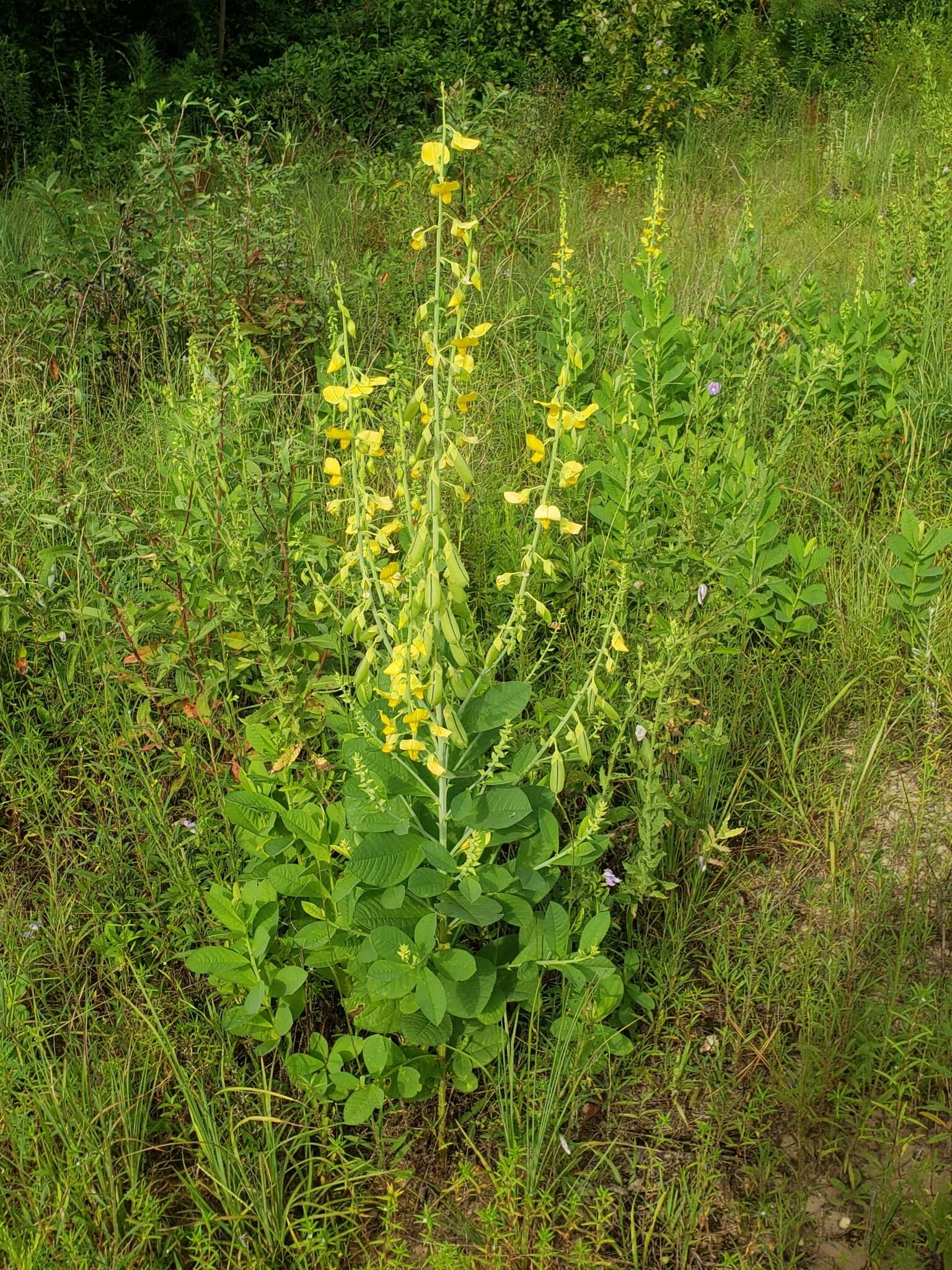 Image of showy crotalaria