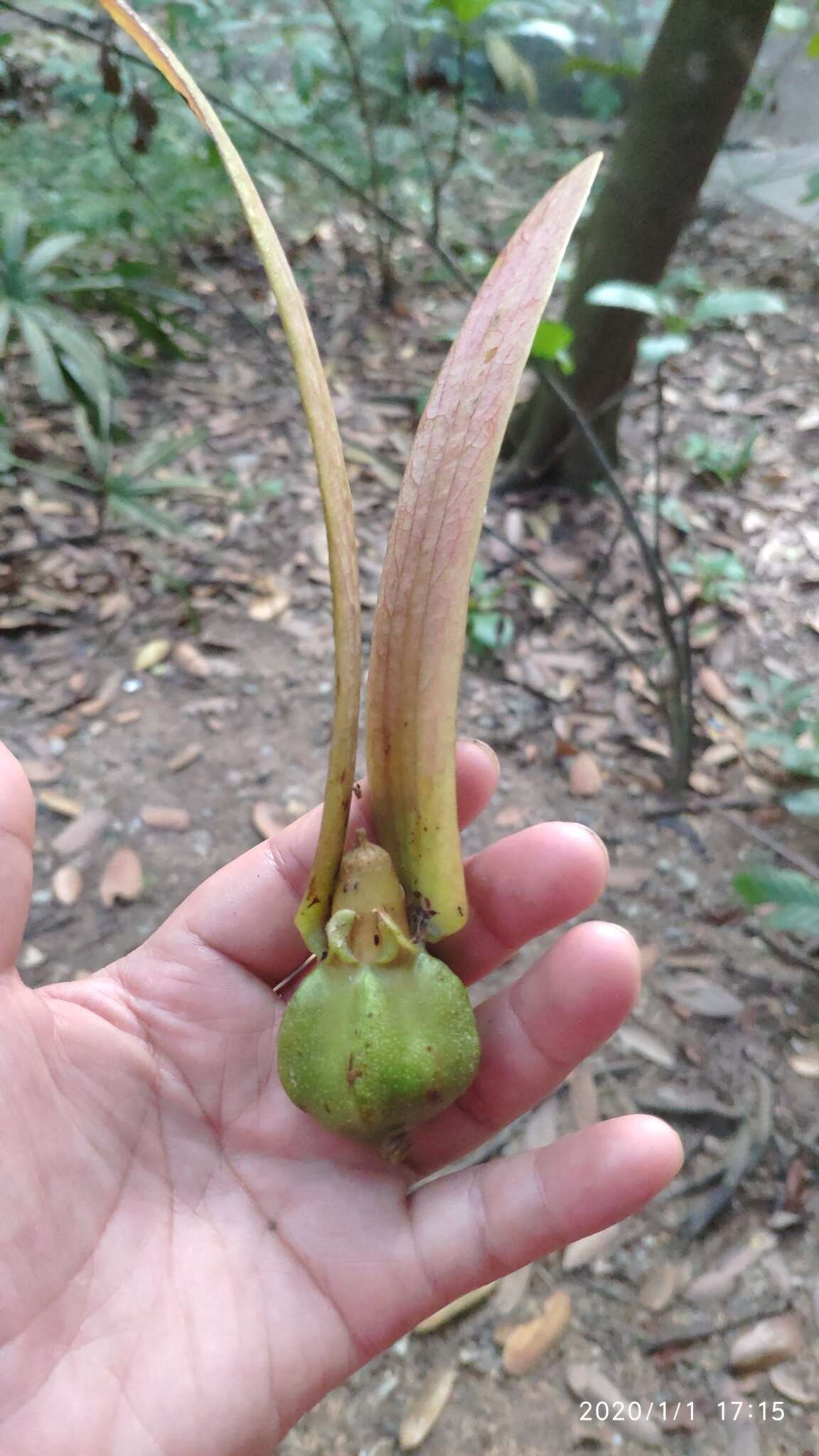 Imagem de Dipterocarpus kunstleri King