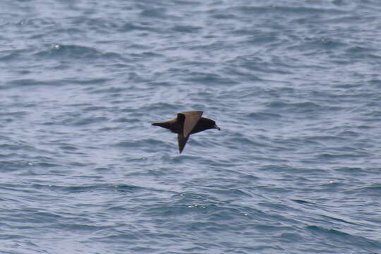 Image of Westland Black Petrel