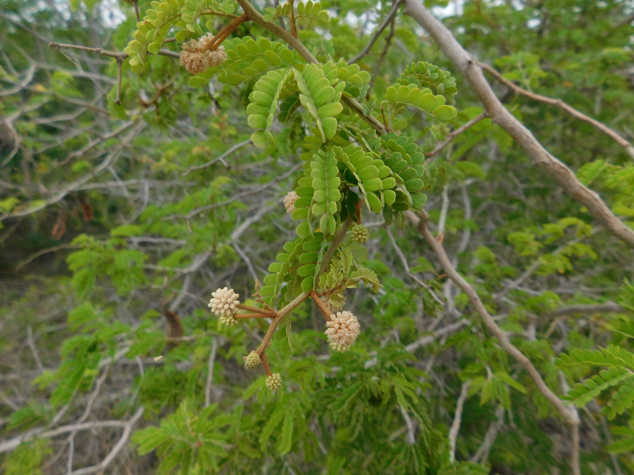 Image de Mimosa bahamensis Benth.