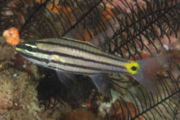 Image of Toothy cardinalfish