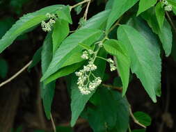 Image of Cordia saccellia Gottschling & J. S. Mill.