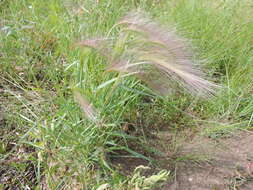 Image of Hordeum jubatum L.