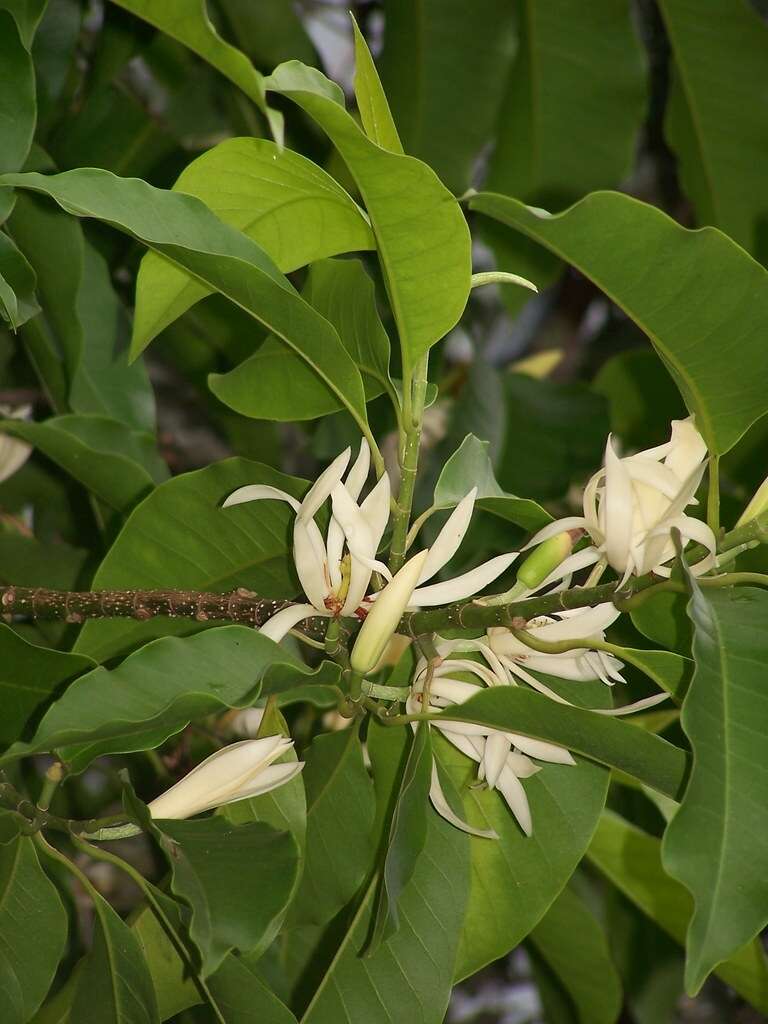 Image of Magnolia alba (DC.) Figlar