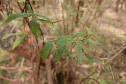 Image of Olearia lyrata (Sims) Hutch.