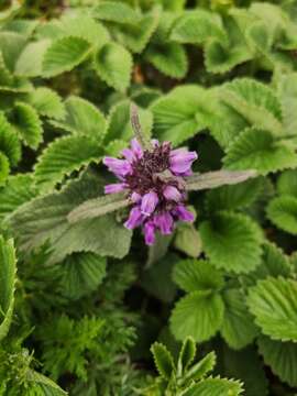 Image of Phlomoides bracteosa (Royle ex Benth.) Kamelin & Makhm.