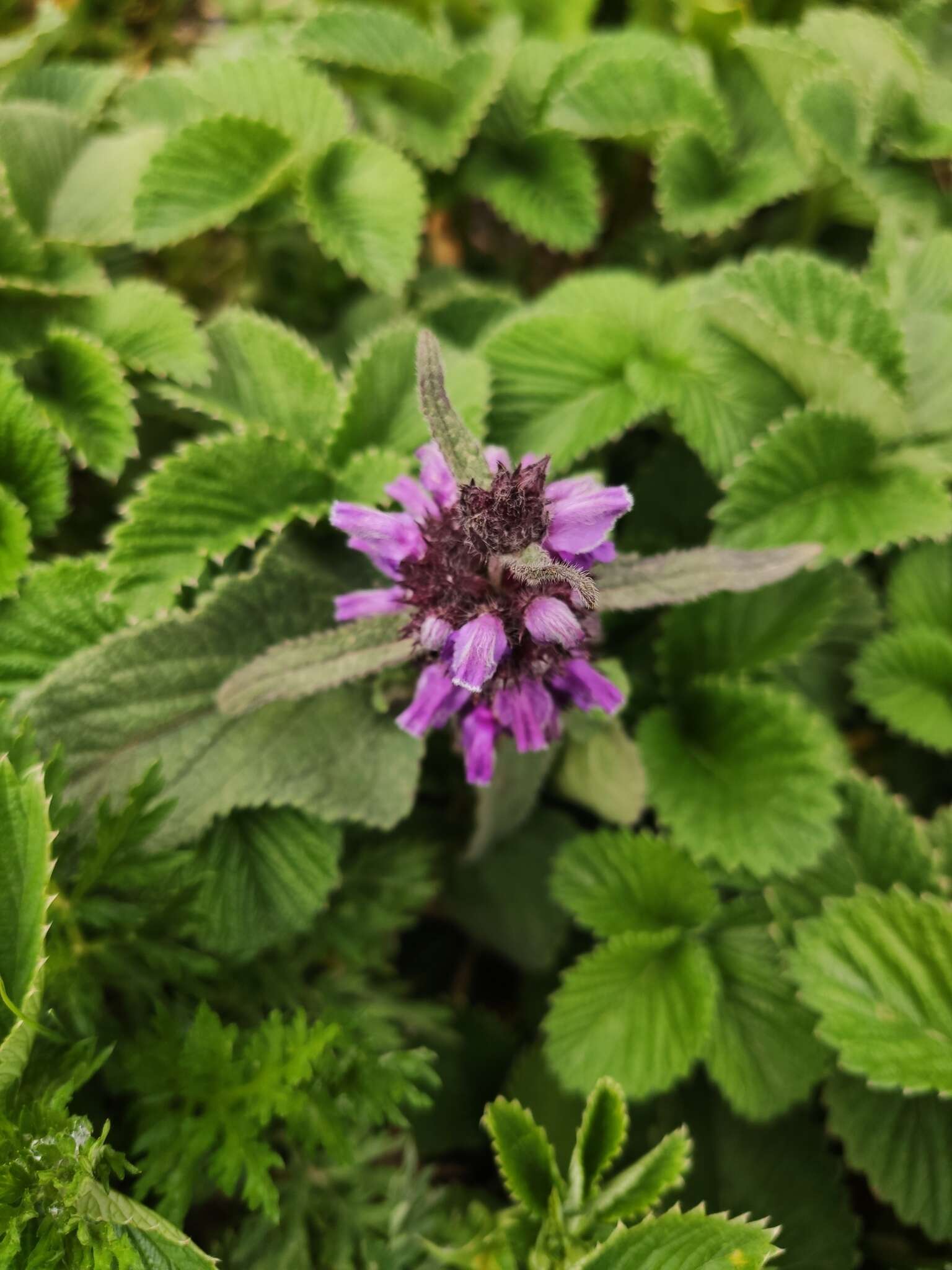 Image of Phlomoides bracteosa (Royle ex Benth.) Kamelin & Makhm.