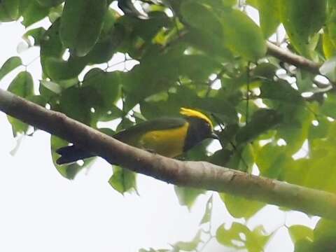 Plancia ëd Melanochlora sultanea flavocristata (Lafresnaye 1837)