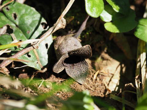 Image of Asarum megacalyx (F. Maek.) T. Sugaw.