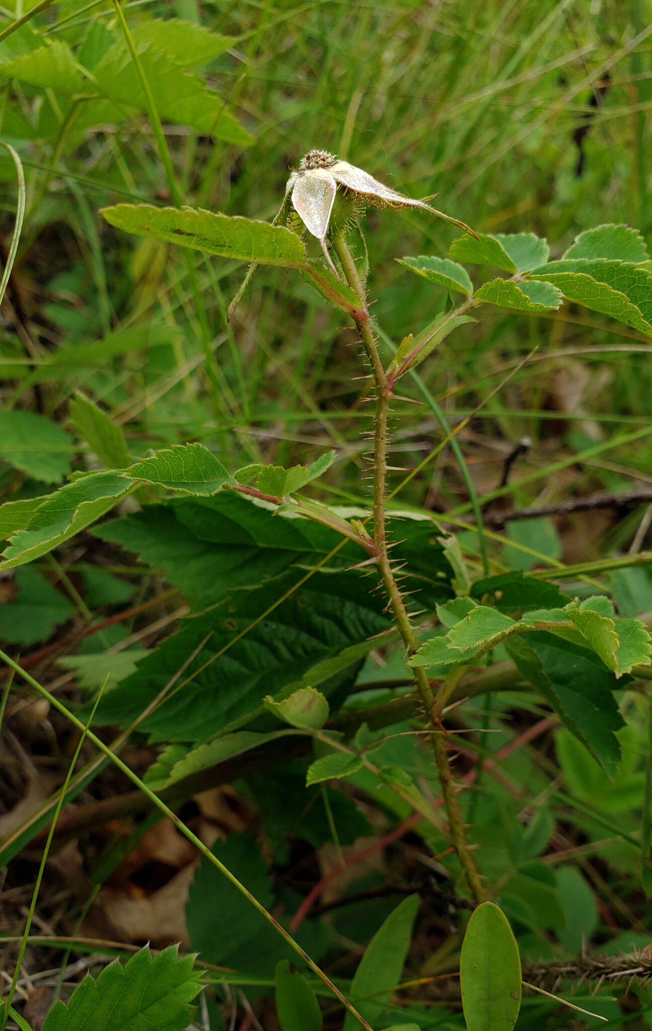 Image of Rosa carolina subsp. subserrulata (Rydb.) W. H. Lewis