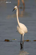 Image of Eastern great egret